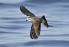 White faced storm petrel 103045.jpg
